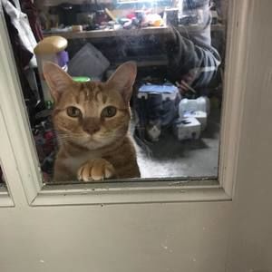 Meet your Posher, Ella